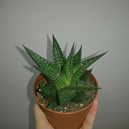 Haworthia Limifolia 5 Adet