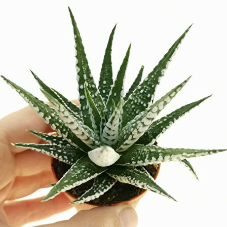 Haworthia Fasciata Zebra 5 Adet