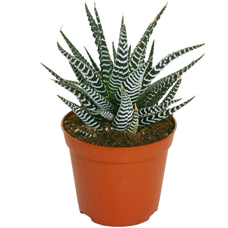 Haworthia Fasciata Zebra 5 Adet