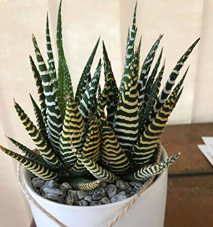 Haworthia Fasciata Zebra 5 Adet