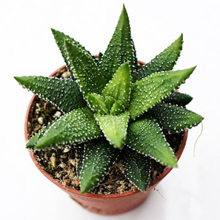 Haworthia Pumila 5 Adet