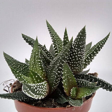 Haworthia Pumila 5 Adet