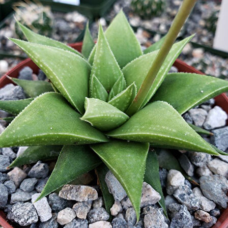 Haworthia Rigida 5 Adet