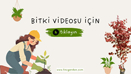 Haworthia Rigida 5 Adet