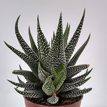 Haworthia Fasciata Concolor 5 Adet