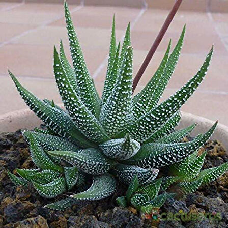 Haworthia Fasciata Concolor 5 Adet