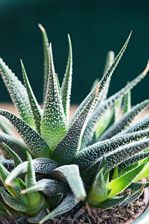 Haworthia Fasciata Concolor 5 Adet