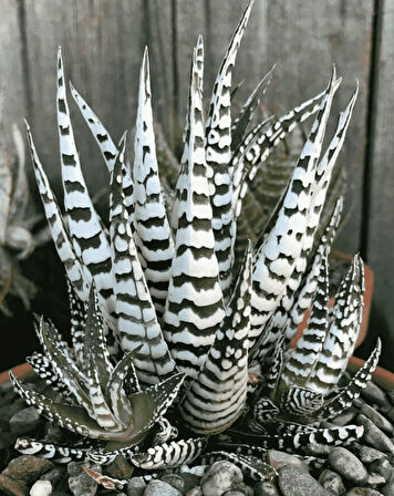 Haworthia Attenuata (Albino) 5  Adet