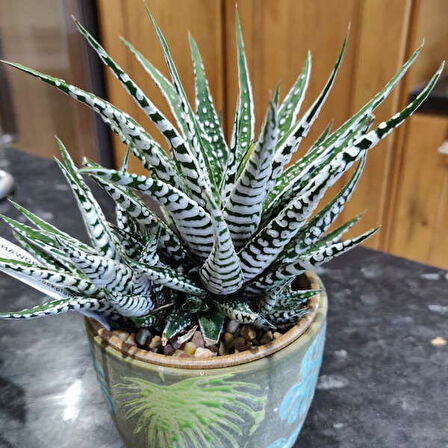 Haworthia Attenuata (Albino) 5  Adet