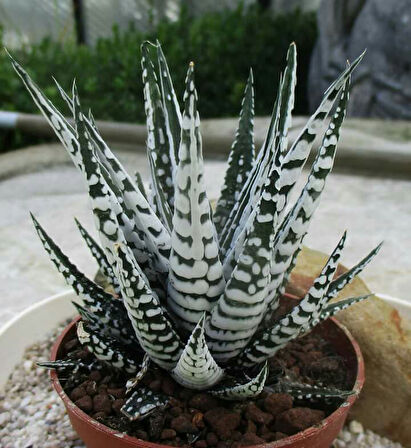 Haworthia Attenuata (Albino) 5  Adet