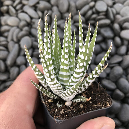 Haworthia Attenuata (Albino) 5  Adet