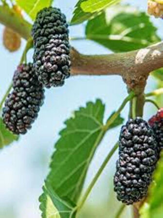 Siyah Dut Avusturalya Cins 60-100 cm 1-2 yaş arası