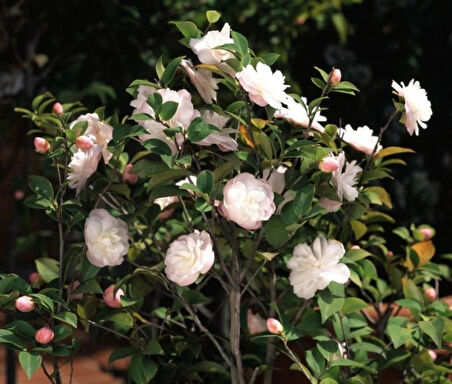 Camellia japonica Beyaz Kamelya Fidanı 60-100 cm 2-3 yaş arası