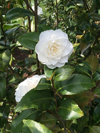 Camellia japonica Beyaz Kamelya Fidanı 60-100 cm 2-3 yaş arası