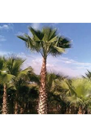10 Adet Tohum Washingtonia Rabusta Palmiye Tohumu