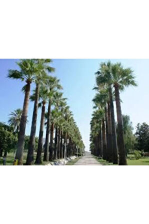 10 Adet Tohum Washingtonia Rabusta Palmiye Tohumu