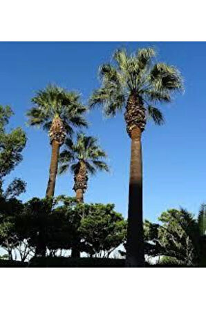 10 Adet Tohum Washingtonia Rabusta Palmiye Tohumu