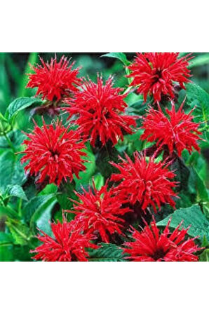 5 Adet Tohum Nadir Bulunan Kırmızı Bergamot Çiçeği Tohumu Saksı