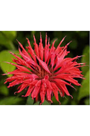 5 Adet Tohum Nadir Bulunan Kırmızı Bergamot Çiçeği Tohumu Saksı