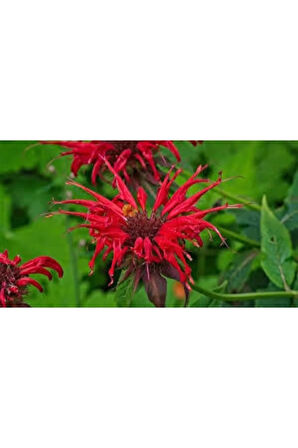 5 Adet Tohum Nadir Bulunan Kırmızı Bergamot Çiçeği Tohumu Saksı