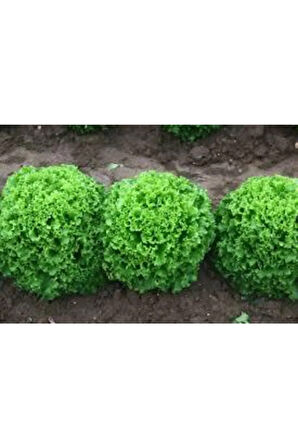 50 Adet Tohum Şamba Kıvırcık Marul Tohumu Süpriz Hediye Sebze Tohumu