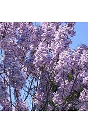 10 Adet Tohum Dünyada Nadir Bulunan Çin Kavak Tohumu