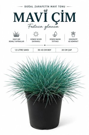 Mavi Çim (Festuca Glauca) 1,5 Lt Saksılı 30-45 Cm Mavi Yumak Otu Dekoratif Peyzaj Bitkisi
