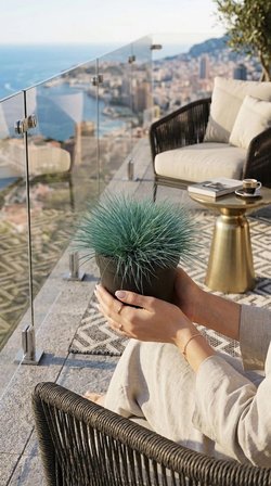 Mavi Çim (Festuca Glauca) 1,5 Lt Saksılı 30-45 Cm Mavi Yumak Otu Dekoratif Peyzaj Bitkisi