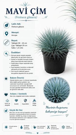 Mavi Çim (Festuca Glauca) 1,5 Lt Saksılı 30-45 Cm Mavi Yumak Otu Dekoratif Peyzaj Bitkisi