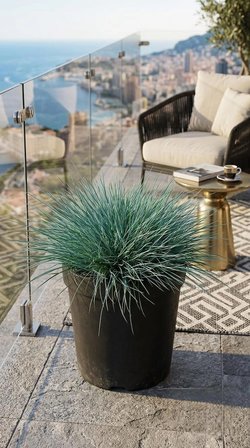 Mavi Çim (Festuca Glauca) 1,5 Lt Saksılı 30-45 Cm Mavi Yumak Otu Dekoratif Peyzaj Bitkisi