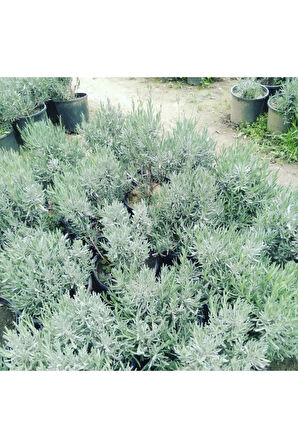 Lavanta Fidanı (angustifolia) 16lık Saksıda
