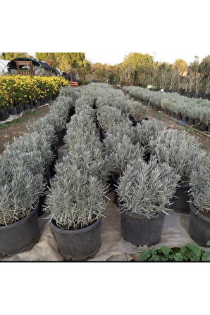 Lavanta Fidanı (angustifolia) 16lık Saksıda