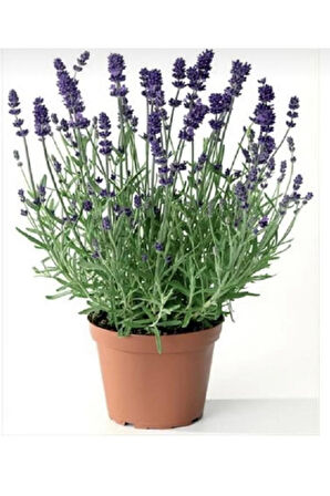 Lavanta Fidanı (angustifolia) 16lık Saksıda