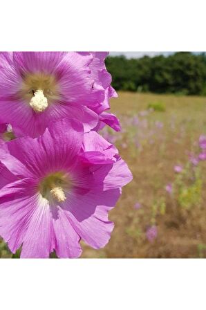 Gül Hatmi Hatmi Çiçeği Tohumu 80 Adet Althaeaofficinalis