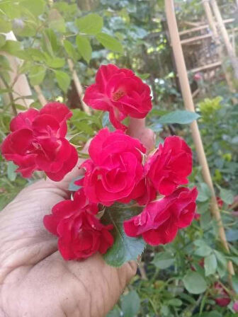 Orta Boy Yediveren Kırmızı Gül Fidanı 10-20 cm
