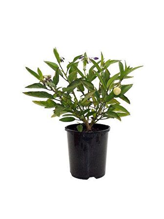 Kavun Aromalı Pepino Fidanı 15-25 cm