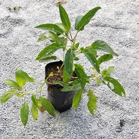 Kavun Aromalı Pepino Fidanı 15-25 cm