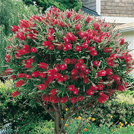 Fırça Çalısı Fidanı Callistemon Laevis 40-80 cm