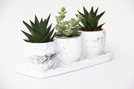 TRİO BEYAZ SUKULENT SETİ - Haworthia, Crassula Perforata