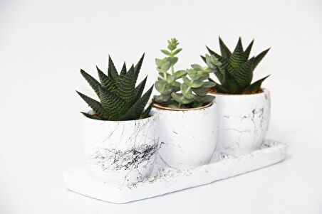 TRİO BEYAZ SUKULENT SETİ - Haworthia, Crassula Perforata