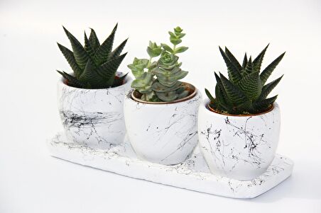 TRİO BEYAZ SUKULENT SETİ - Haworthia, Crassula Perforata