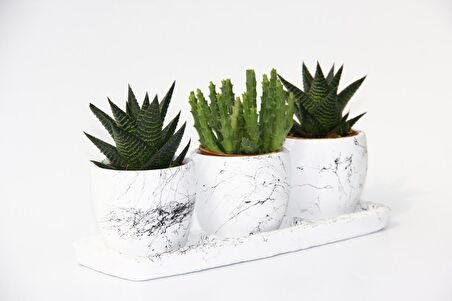 TRİO BEYAZ SUKULENT SETİ - Haworthia, Crassula Huernia Angolensis