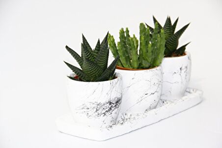 TRİO BEYAZ SUKULENT SETİ - Haworthia, Crassula Huernia Angolensis