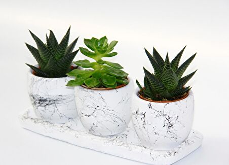 TRİO BEYAZ SUKULENT SETİ - Haworthia, Echeveria Emerald