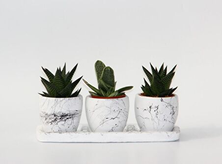 TRİO BEYAZ SUKULENT SETİ - Haworthia, Gasteria Obliqua