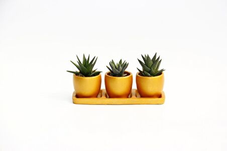 TRİO ORANGE HEDİYELİK SUKULENT SETİ - 3'lü Haworthia