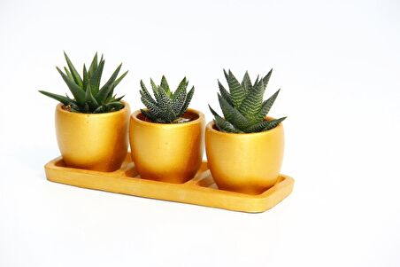 TRİO ORANGE HEDİYELİK SUKULENT SETİ - 3'lü Haworthia