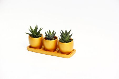 TRİO ORANGE HEDİYELİK SUKULENT SETİ - 3'lü Haworthia