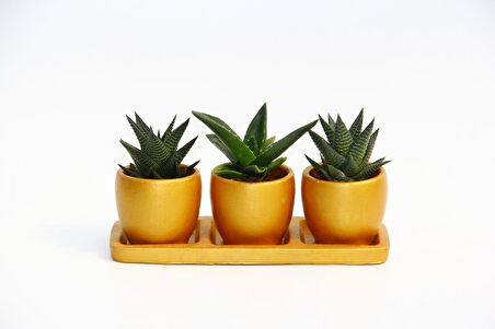 TRİO ORANGE HEDİYELİK SUKULENT SETİ - Haworthia, Aloe Ferox