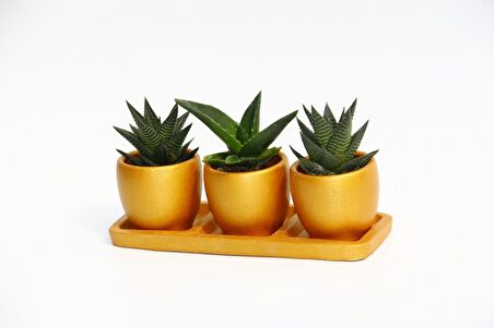 TRİO ORANGE HEDİYELİK SUKULENT SETİ - Haworthia, Aloe Ferox